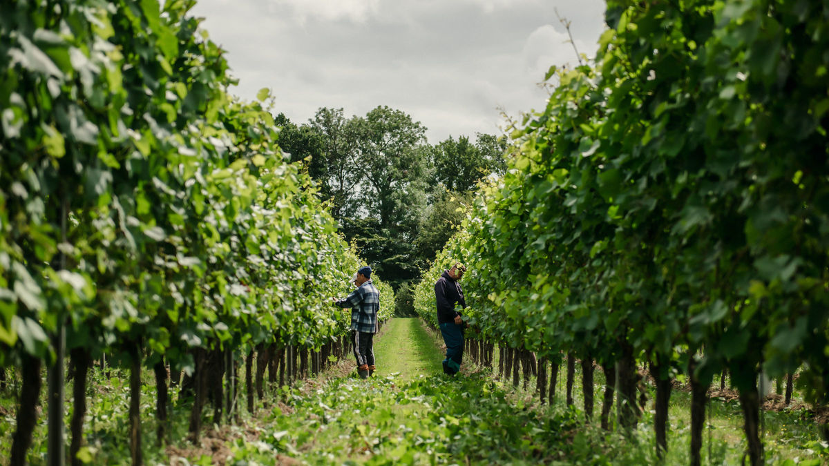 A Historic Brand Refresh (The "Heritage" Winery)